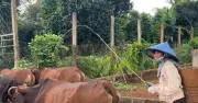 Cải thiện tình trạng hút thông tin để giảm nghèo bền vững ở Đắk Lắk