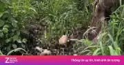 Công an TP.HCM kêu gọi cung cấp thông tin vụ bộ xương người trong khu đô thị ĐHQG