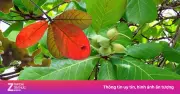 Công dụng ít người biết của lá bàng với sức khỏe