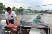Công nghệ cao tiếp sức cho ngành tôm tại Vĩnh Long