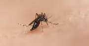 Công nghệ gene drive: Bước ngoặt mới trong cuộc chiến chống sốt rét