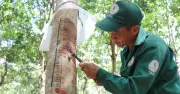 Công ty CP Cao su Tân Biên: Giữ nhịp sản xuất, nâng hiệu quả vườn cây
