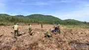 Công ty trồng rừng thay thế hơn 500ha phục vụ hồ Ka Pét