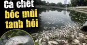 Công viên Nghĩa Đô: Cá chết hàng loạt, mùi hôi thối bao trùm khiến người dân lo lắng