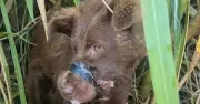 Con chó bị quấn băng keo kín mõm hồi sinh kỳ diệu sau giải cứu