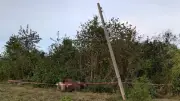 Con trâu khổng lồ bất ngờ quật ngã cột điện rồi gục bên rìa khu bảo tồn