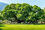 Cây đa 900 năm tuổi ở Trung Quốc có tán rộng che bóng nghìn người
