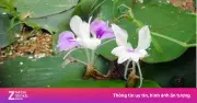 Cây địa liền: Dược tính chống viêm, hỗ trợ tiêu hóa và ngừa ung thư