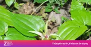 Cây bách bộ: Thảo dược quý mọc dại trị ho, diệt ký sinh trùng