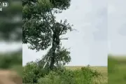 Cây cô đơn bị chặt vì khách giẫm lúa, cụ bà U70 không hối hận