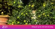 Cây chanh: Bộ phận nào cũng là thuốc quý cho sức khỏe