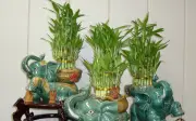 Cây cảnh phòng thờ: 5 loại cây đại cát đại lợi