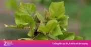 Cây lá vông: Tác dụng an thần, cải thiện giấc ngủ và sức khỏe