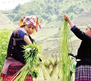 Cây lanh mang lại thu nhập cho đồng bào H'Mông Tây Bắc