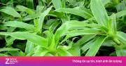 Cây lược vàng: Công dụng hỗ trợ sức khỏe và lưu ý khi dùng