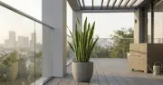 Cây lưỡi hổ chịu nắng nóng thế nào? Bí quyết chăm sóc mùa hè