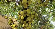 Cây mít 17 năm tuổi sai trĩu hơn 300 quả, dân mạng thích thú