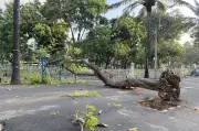Cây phượng bật gốc tại công viên TPHCM, người dân hoảng hốt tháo chạy