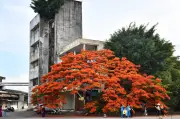 Cây phượng vĩ biết chiều lòng người ở Hải Phòng