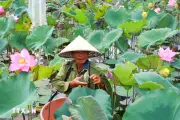 Cây sen mở hướng phát triển nông nghiệp xanh và chế biến sâu ở Quảng Trị