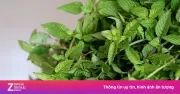 Cây sương sáo: Thảo dược giải nhiệt, dưỡng tim, chống lão hóa hiệu quả