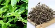 Cây thạch đen: Tác dụng bất ngờ với sức khỏe và lưu ý khi dùng