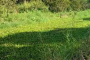 Dự án 4,2 tỷ đồng 17 năm chưa xong, mất liên lạc nhà đầu tư tại Cà Mau