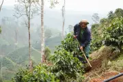 Dự án 5 triệu euro của EU giúp người dân Lâm Đồng giữ rừng từ sinh kế bền vững
