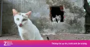 Di dời toàn bộ 37 mèo hoang khỏi 'đảo mèo' Công viên Thống Nhất