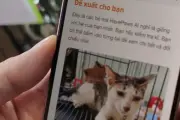 Dùng công cụ AI tìm vật nuôi thất lạc trong vụ giải cứu 400 con mèo ở TPHCM