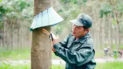 Doanh nghiệp cao-su Tây Ninh tăng tốc sản xuất 2026, gắn phát triển bền vững và bảo vệ biên giới