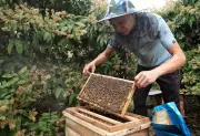 DOC công bố mức thuế chống bán phá giá mật ong Việt Nam