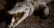 Du khách 28 tuổi tử vong vì bị cá sấu tấn công, kéo xuống biển ở Mexico