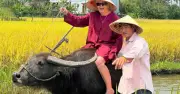 Du khách quốc tế mê trải nghiệm cưỡi trâu, gánh nước tưới rau ở Hội An