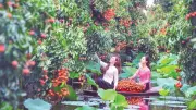 Du lịch xanh Hải Phòng: Mô hình nông nghiệp, sinh thái, làng nghề