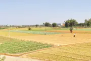 Duyên hải Nam Trung Bộ và Tây Nguyên gieo trồng hơn 450.000 ha lúa vụ hè thu 2026