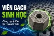 Gạch sinh học EBB của Việt Nam xử lý nước thải, giá rẻ bằng nửa hàng nhập