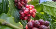Giá cà phê bất ngờ tăng vọt lên 90.000 đồng/kg giữa vụ thu hoạch Brazil