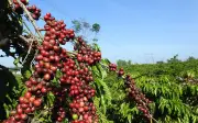 Giá cà phê giảm xuống mức thấp nhất 18 tháng, bạc cũng lao dốc