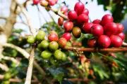 Giá cà phê thế giới giảm do nguồn cung dồi dào