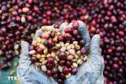Giá cà phê tăng mạnh, tiến sát mốc 90.000 đồng/kg