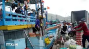 Giá dầu hạ nhiệt, ngư dân Gia Lai tái khởi động mùa biển mới