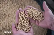 Giá dầu tăng tuần thứ hai liên tiếp do nguồn cung thắt chặt