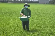 Giá gạo châu Á tăng mạnh nhất gần 20 năm, cơ hội nào cho Việt Nam?