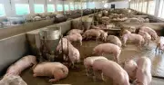 Giá heo hơi hôm nay 24.6: Nhiều nơi giảm xuống 61.000 đồng/kg