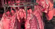 Giá heo hơi ổn định, nguồn cung dồi dào trên cả nước