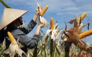 Giá ngô thế giới giảm sâu, doanh nghiệp Việt có cơ hội tối ưu chi phí