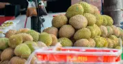 Giá sầu riêng Malaysia giảm tới 70%, nguyên nhân từ đâu?