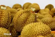 Giá sầu riêng Musang King tại Malaysia giảm tới 90% do dư thừa nguồn cung