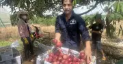 Gia Lai có hơn 350 mã số vùng trồng phục vụ xuất khẩu và nội địa